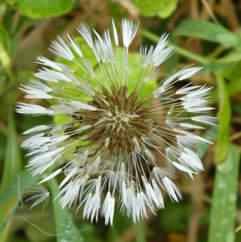 a dandelion seed head