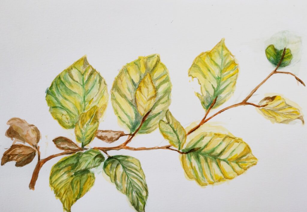 Painting of autumn beech leaves