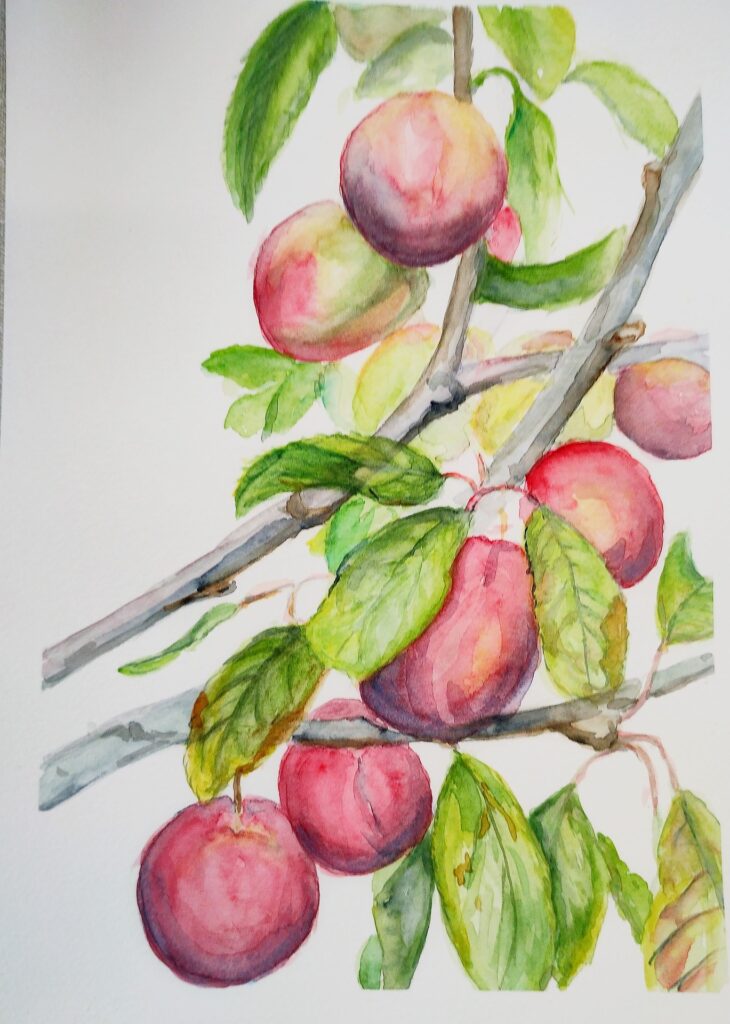 watercolour painting of plums on a branch