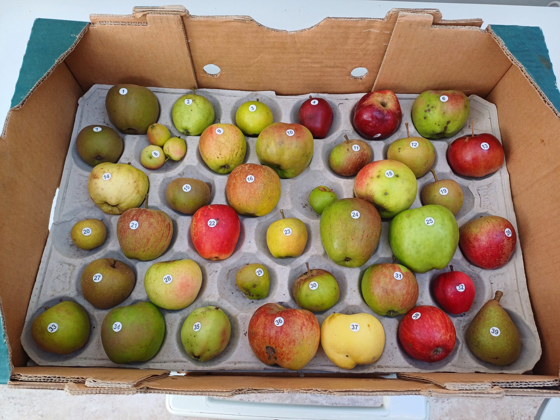 a crate of apples, each apple labelled with a number